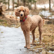 Poodle