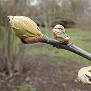 Sand Hickory (Carya Pallida)