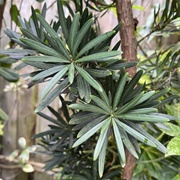 Yew Plum Pine (Podocarpus MacRophyllus)