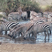 A Cohort of Zebra