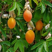 Blue Passionflower (Passiflora Caerulea)