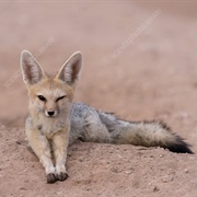 Cape Fox