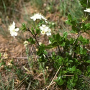European Dwarf Cherry (Prunus Fruticosa)