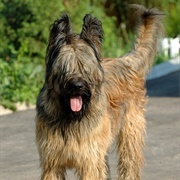 Groom a Briard