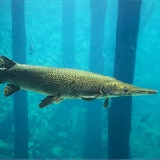 Alligator Gar