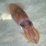 Common European Squid