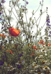 Great Gardens: The Secret Garden, Ford Ranch, Wyoming (2014)