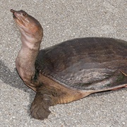 Florida Softshell Turtle