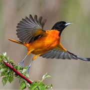 Pteromerhanophobia - Fear of Flying