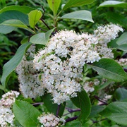 Nannyberry (Viburnum Lentago)