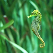 Knysna Seahorse
