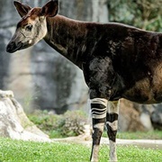 The Okapi Is Observed for the First Time by Europeans