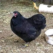Black Wyandotte