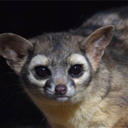 Ringtail