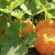 Pumpkin  (HQ: 37:1-3].