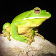 White-Lipped Tree Frog (Litoria Infrafrenata)