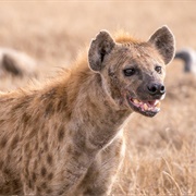 Hyena