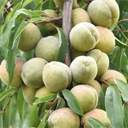 Smooth Stone Peach (Prunus Mira)