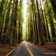 Avenue of the Giants
