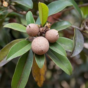 Cow Tree (Manilkara Elata)