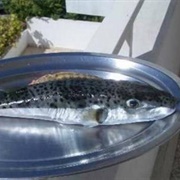 Silverstripe Blaasop