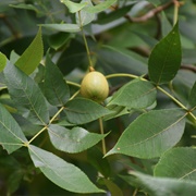 Black Hickory (Carya Texana)