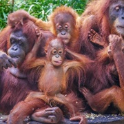 A Buffoonery of Orangutans