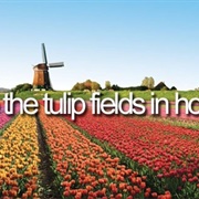 Visit the Tulip Fields in Holland