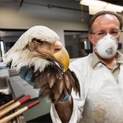 National Eagle Repository