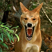 Dingo