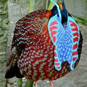 Temmincks Tragopan