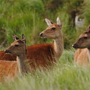 A Parcel of Hinds