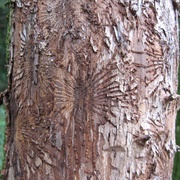 Dutch Elm Disease