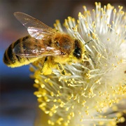 How Pollen Works
