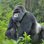 Gorilla