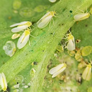 Sweet Potato Whitefly