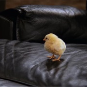 Chick