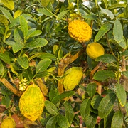 Corsican Citron