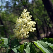 American Red Elder (Sambucus Pubens)