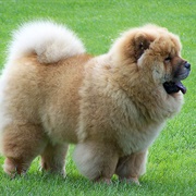 Groom a Chow Chow