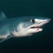 Longfin Mako Shark