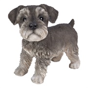 Toy Schnauzer