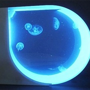 Jellyfish Tank