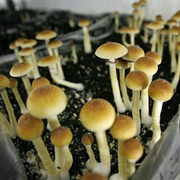 How Magic Mushrooms Work