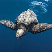 Leatherback Sea Turtle