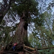 Methuselah Tree (Redwood)