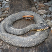 Copper-Bellied Watersnake