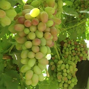 Afghan Grapes