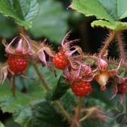 Chinese Bramble Berry (Rubus Tricolor)