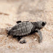Olive Ridley Sea Turtle